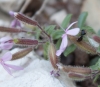 Saponaria ocymoides L.