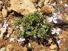 Saponaria ocymoides L.