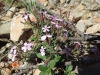 Saponaria ocymoides L.