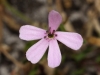 Saponaria ocymoides L.