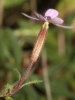 Saponaria ocymoides L.