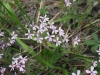 Saponaria ocymoides L.