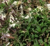 Saponaria ocymoides L.