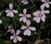 Saponaria ocymoides L.