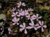 Saponaria ocymoides L.