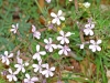 Saponaria ocymoides L.