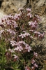 Saponaria ocymoides L.