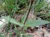 Silene latifolia Poir.