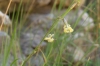 Silene nemoralis? 3/4