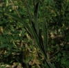 Silene nutans L. subsp. nutans