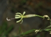 Silene nutans L. subsp. nutans