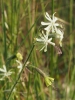 Silene nutans L. subsp. nutans