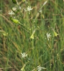 Silene nutans L. subsp. nutans