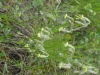 Silene nutans L. subsp. nutans