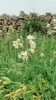 Silene vulgaris (Moench) Garcke