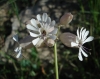 Silene vulgaris (Moench) Garcke