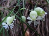 Silene vulgaris (Moench) Garcke