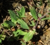 Silene vulgaris (Moench) Garcke