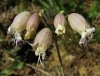 Silene vulgaris (Moench) Garcke