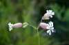 Silene vulgaris (Moench) Garcke