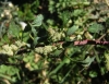 Chenopodium album ? 2/2