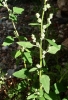 Chenopodium album L.