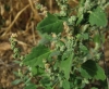 Chenopodium album L.