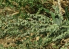 Chenopodium album L.