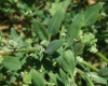 Chenopodium album L.