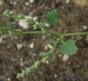 Chenopodium opulifolium Schrad. ex W.D.J. Koch & Ziz