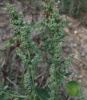 Chenopodium opulifolium Schrad. ex W.D.J. Koch & Ziz