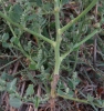 Chenopodium opulifolium Schrad. ex W.D.J. Koch & Ziz