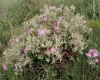 Cistus albidus L.