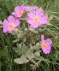 Cistus albidus L.