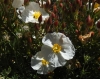 Cistus clusii Dunal