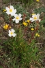 Cistus clusii 1/2