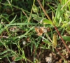 Helianthemum salicifolium