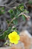 Helianthemum