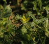 Helianthemum salicifolium ?