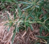 Acanthoxanthium spinosum (L.) Fourr. subsp. spinosum