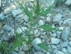 Acanthoxanthium spinosum (L.) Fourr. subsp. spinosum