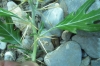 Acanthoxanthium spinosum (L.) Fourr. subsp. spinosum