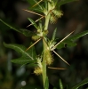Acanthoxanthium spinosum (L.) Fourr. subsp. spinosum