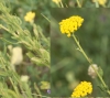 Achillea ageratum L. Achillea ageratum L.