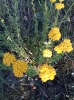 Achillea ageratum L. Achillea ageratum L.