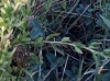 Achillea ageratum L. Achillea ageratum L.