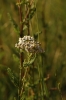 Achillea millefolium L.