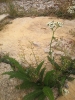 Achillea millefolium L.