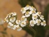 Achillea millefolium L.