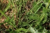 Achillea millefolium L.